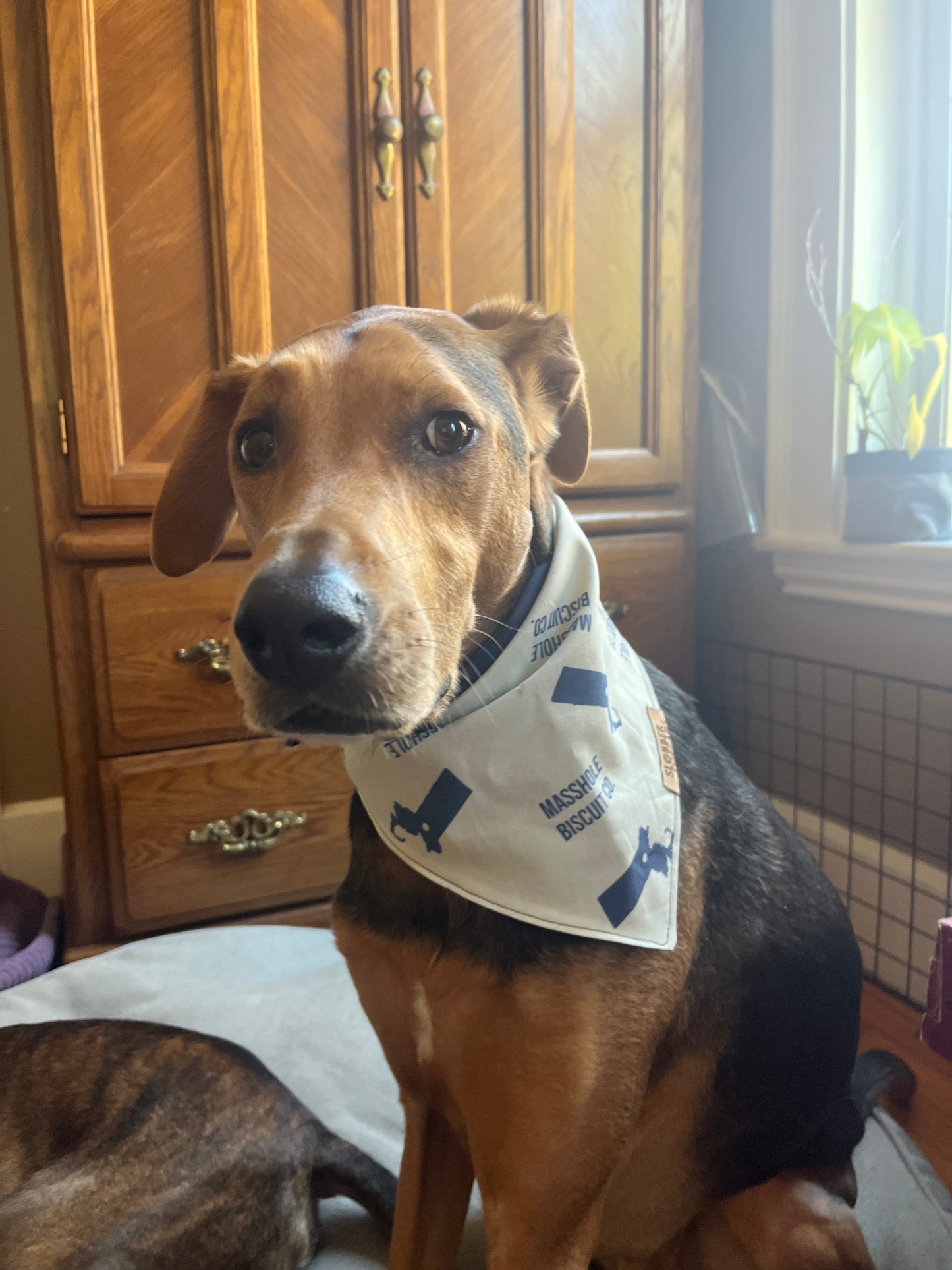 Dog Bandana